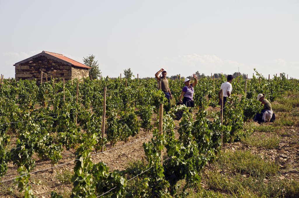 Casa Das Castas Wine Guesthouse Vermiosa 外观 照片
